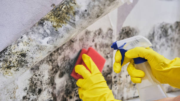 Trusted New York Mills, MN Mold Remediation Experts